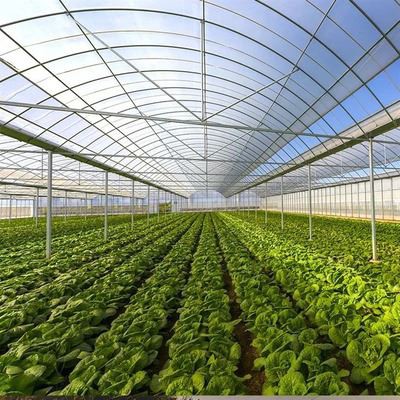 Single Span Tunnel Greenhouse