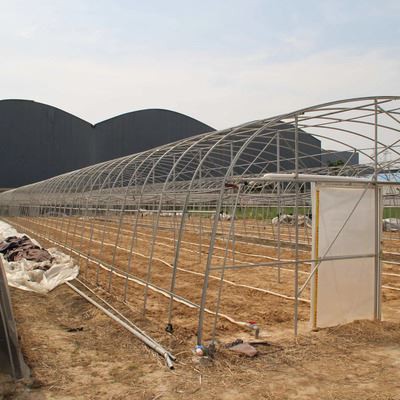 Single Span Tunnel Greenhouse