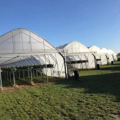 Single Span Tunnel Greenhouse