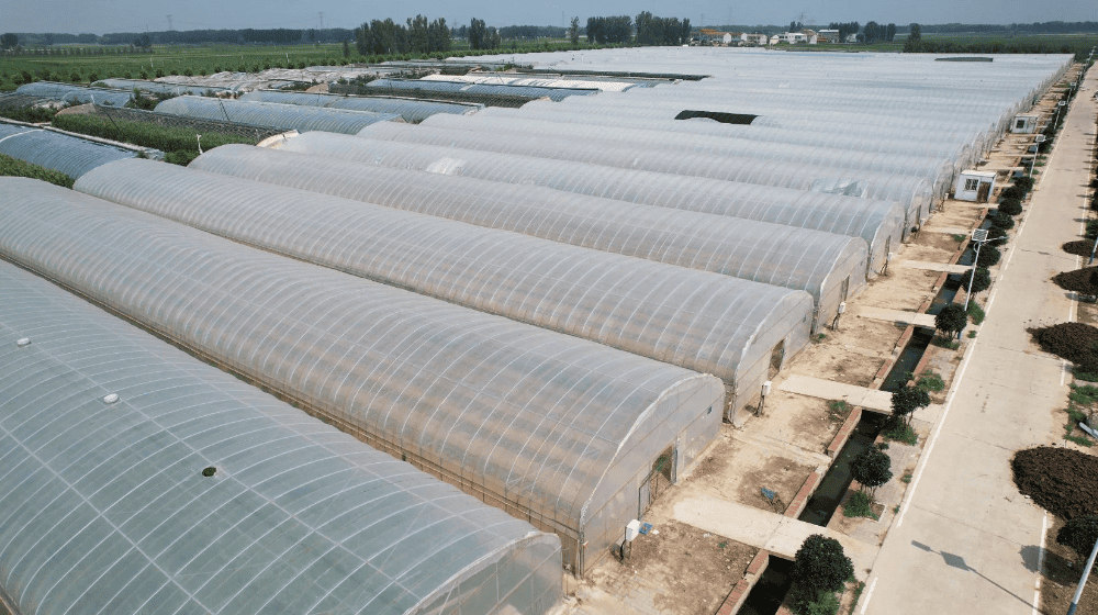 Single Span Tunnel Greenhouse